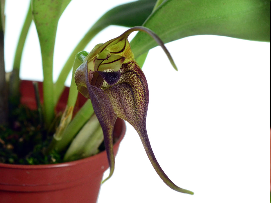 Masdevallia chimboensis