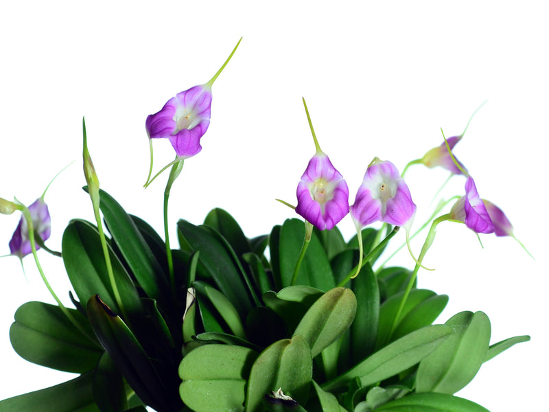 Masdevallia Cholita Cuencana