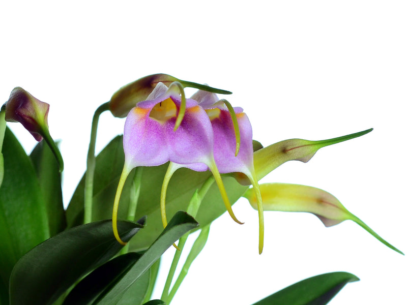 Masdevallia Clarita Bucheli