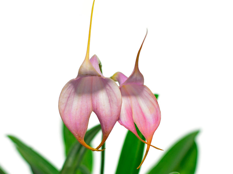 Masdevallia Denis Roessiger 'Ecuagenera'