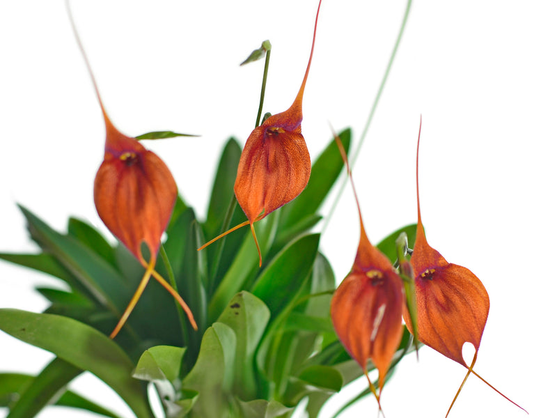 Masdevallia Dona Daisy De Alvarado