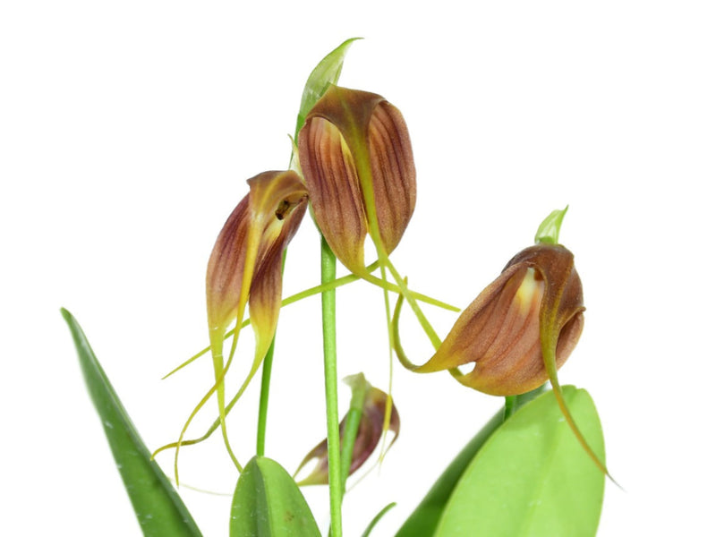 Masdevallia Juanito
