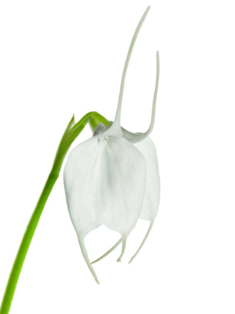 Masdevallia Little Girl