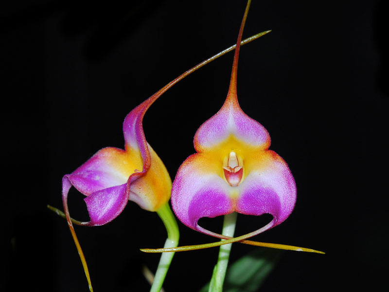 Masdevallia Lucy Roessiger
