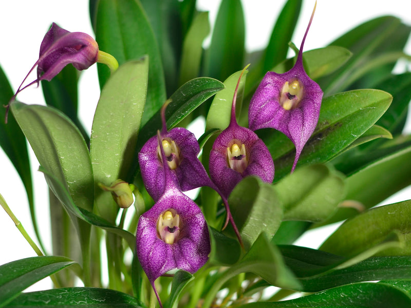 Masdevallia Pangueña