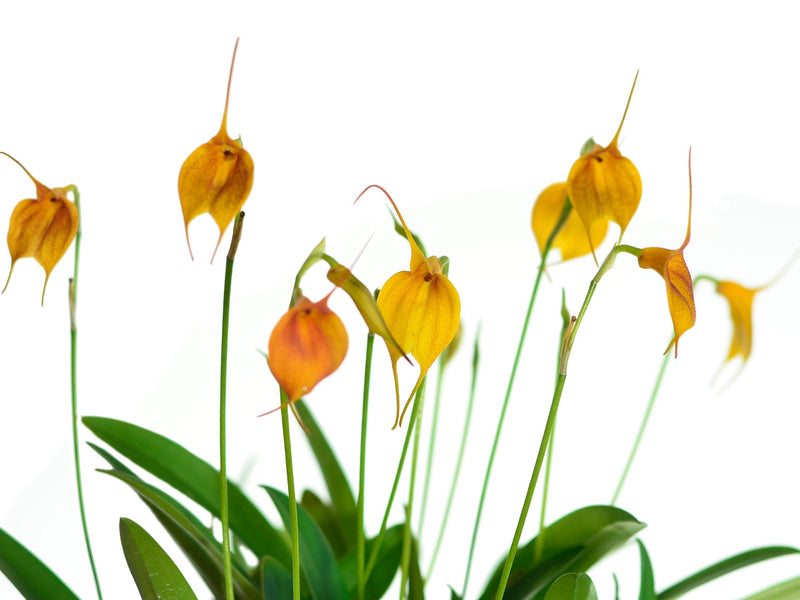 Masdevallia Sol del Medio Dia
