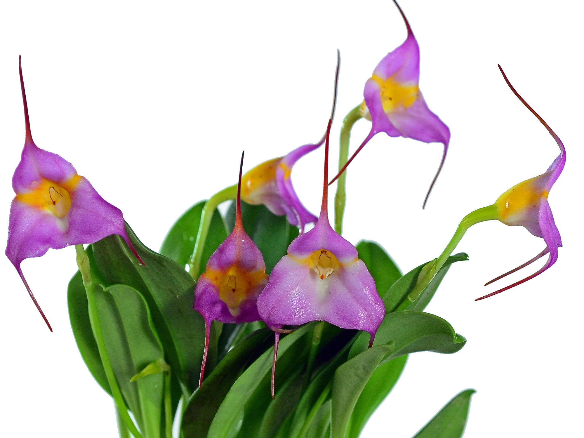 Masdevallia Super Andes