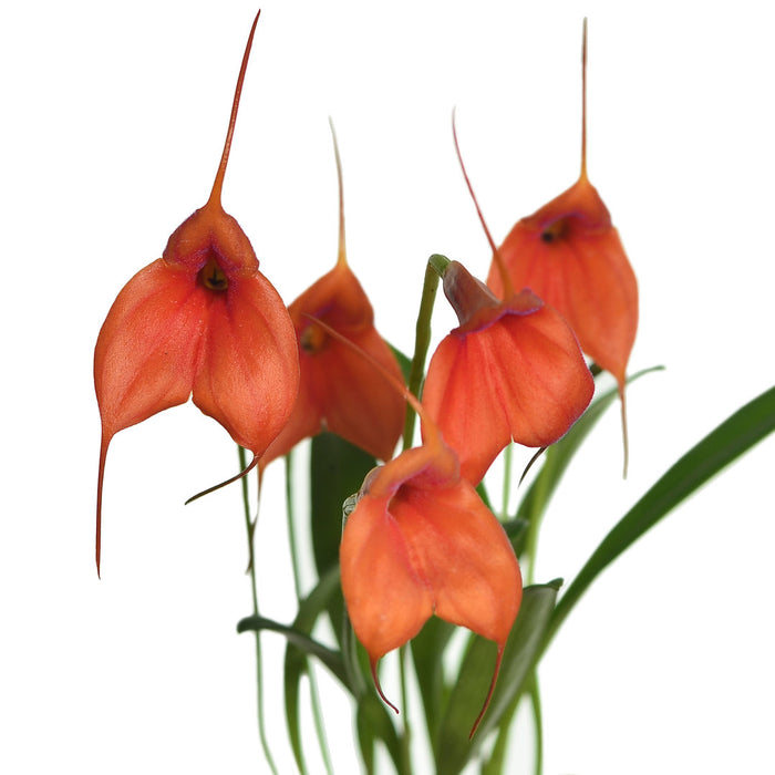 Masdevallia Teipels Marytri