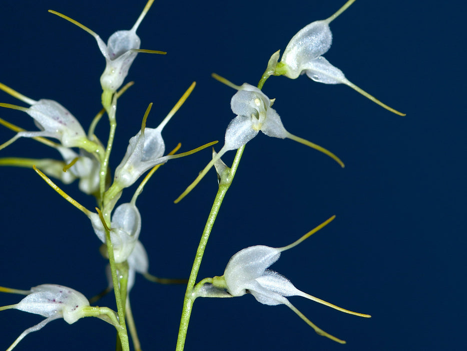 Masdevallia abbreviata