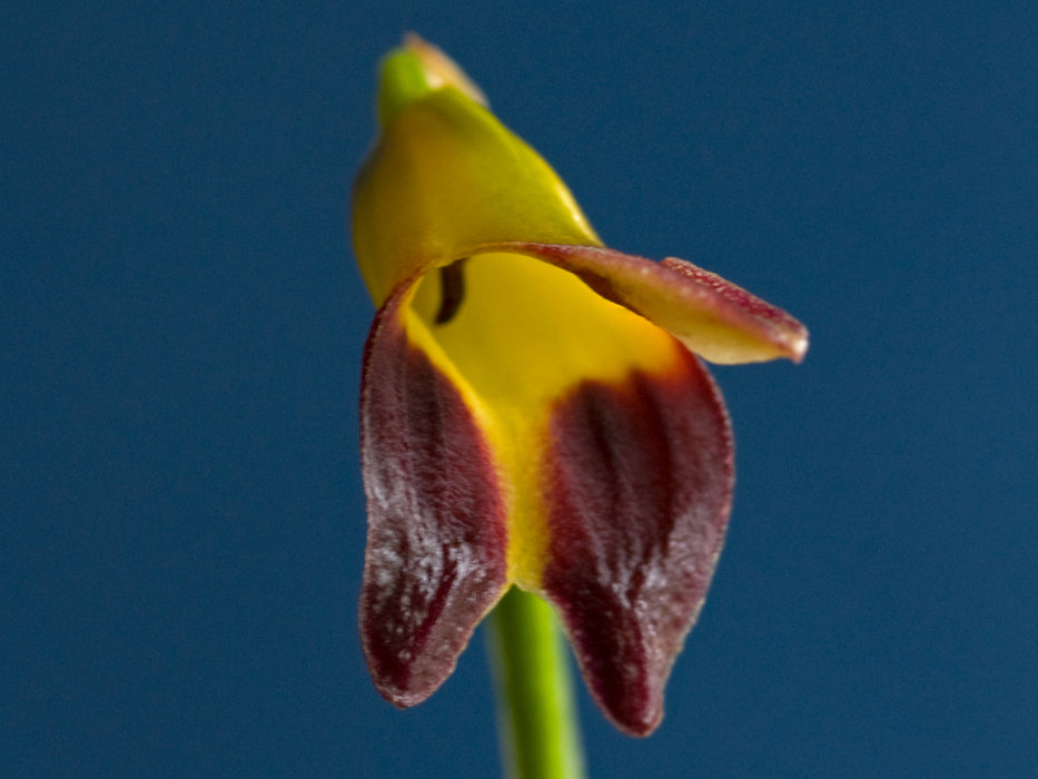 Masdevallia adrianae