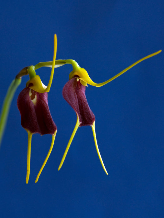 Masdevallia aenigma