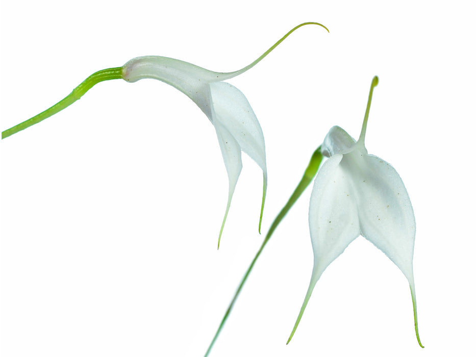 Masdevallia amabilis f. alba