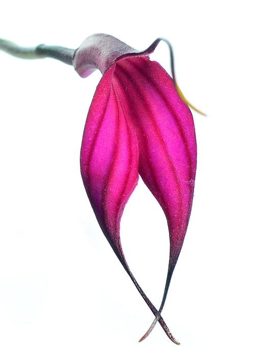 Masdevallia amabilis f. red