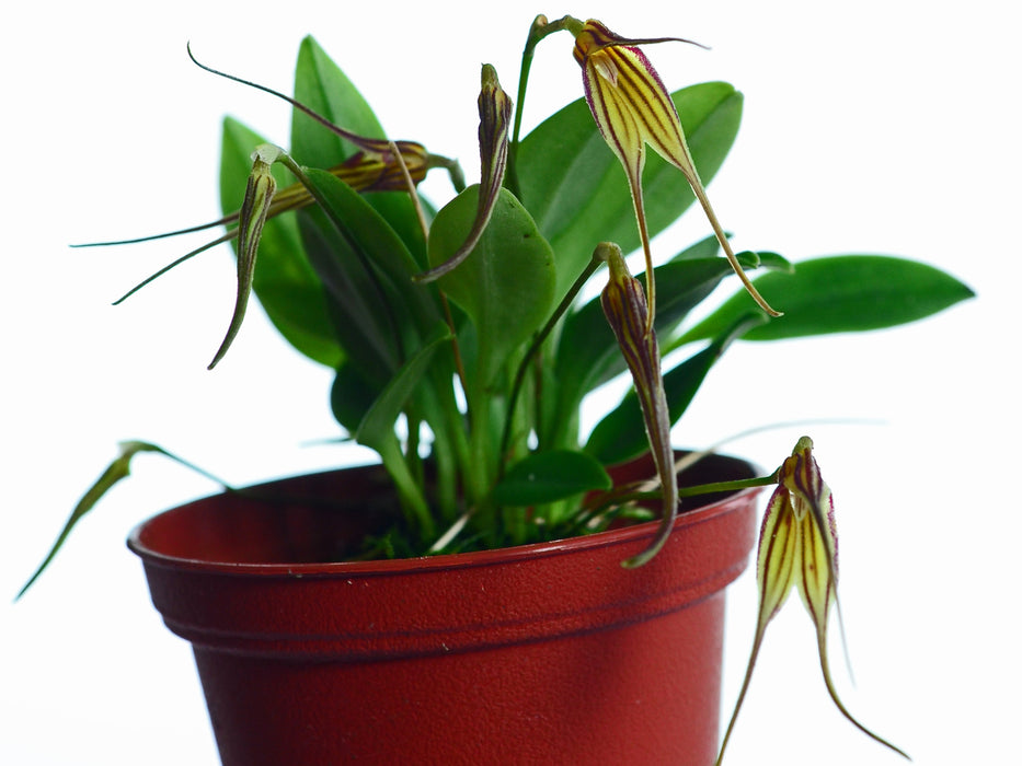 Masdevallia amaluzae