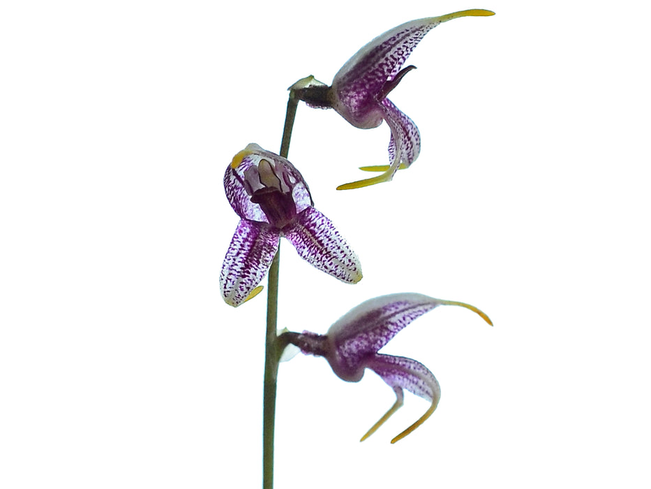 Masdevallia amanda