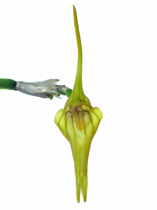 Masdevallia ametroglossa