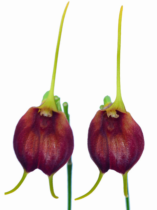 Masdevallia amplexa