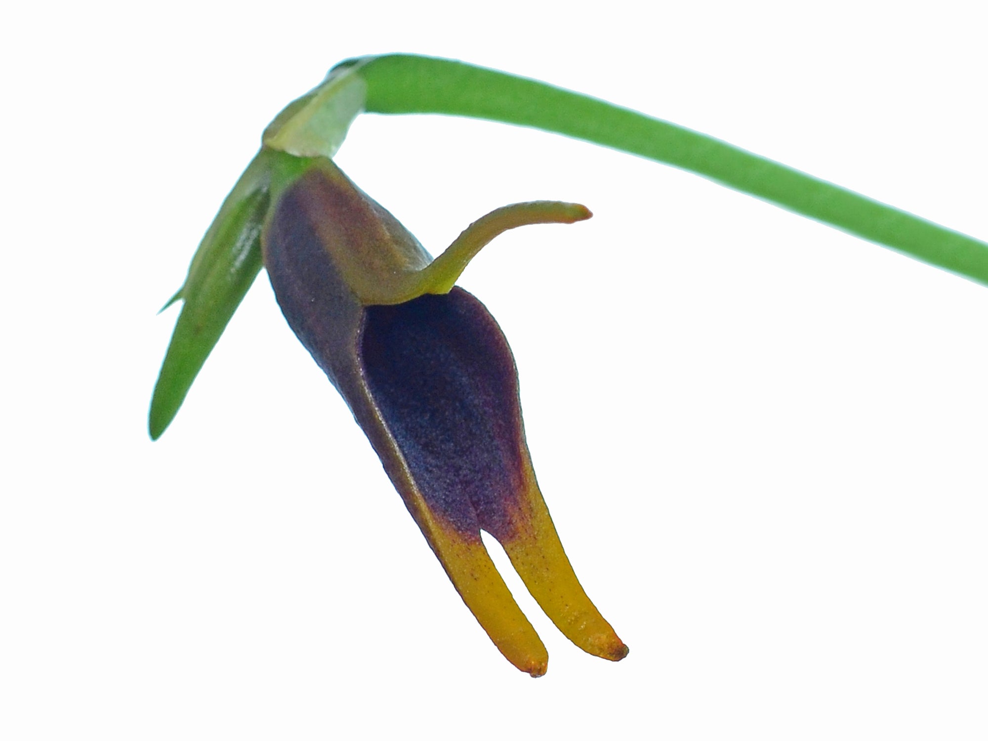 Masdevallia anfracta