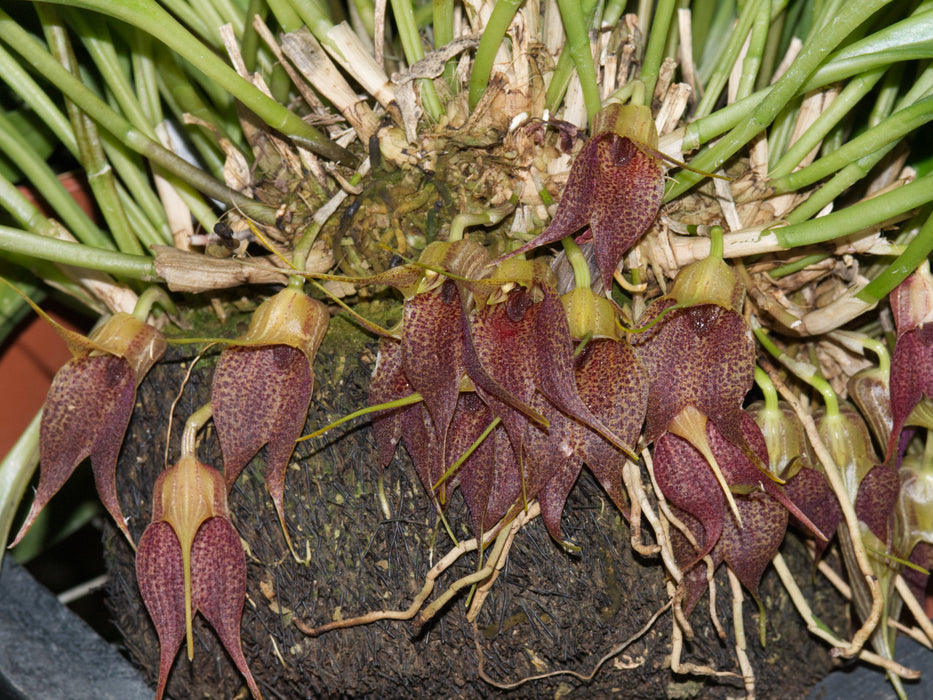 Masdevallia angulata