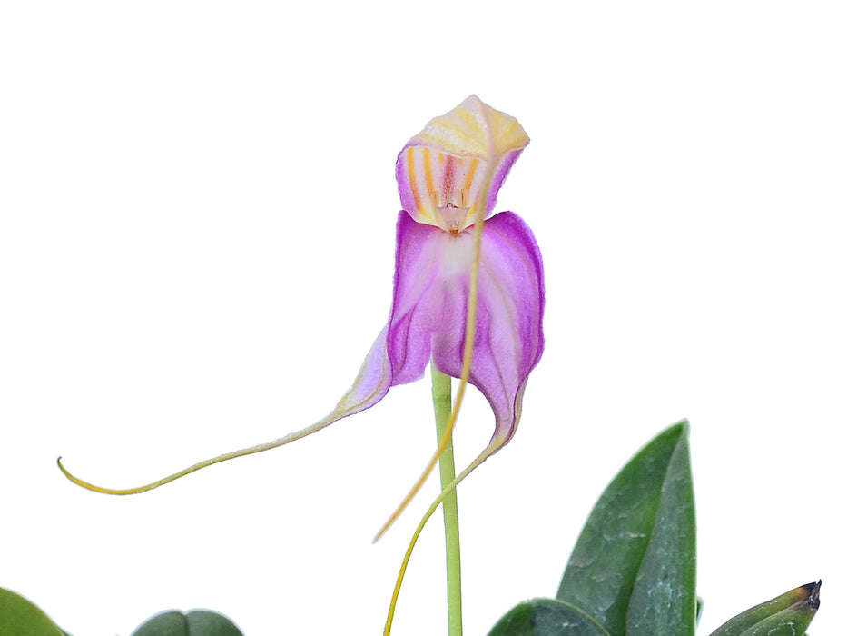 Masdevallia antonii