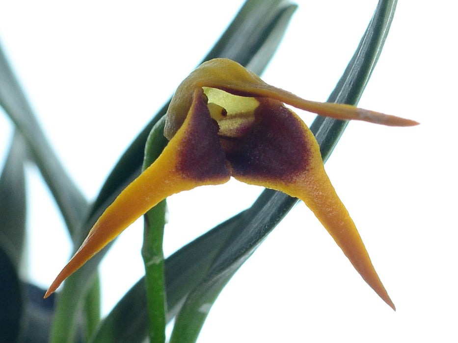 Masdevallia arangoi