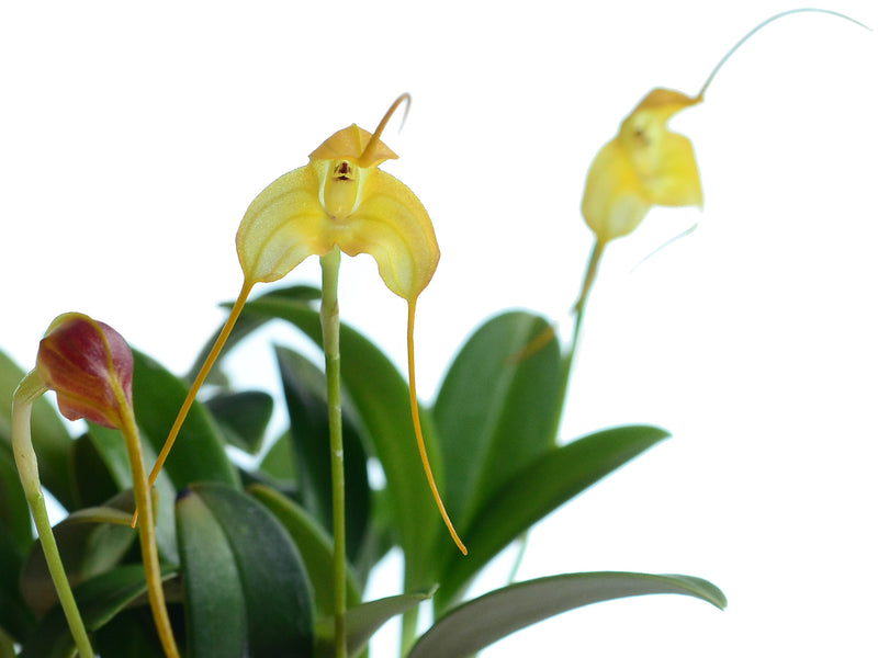 Masdevallia arminii