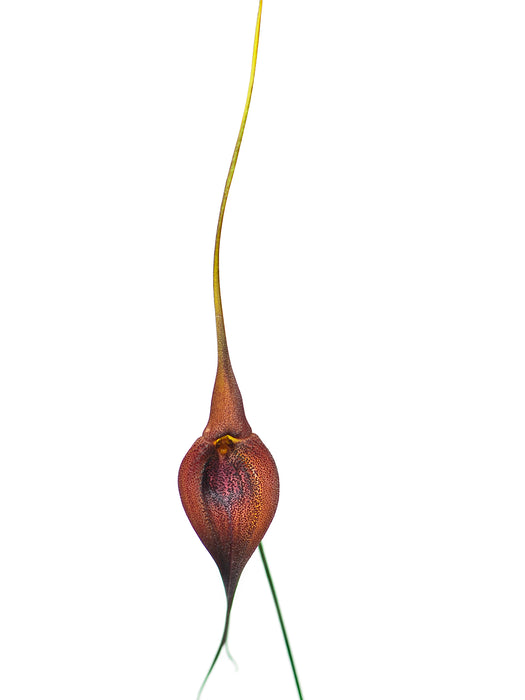 Masdevallia ayabacana