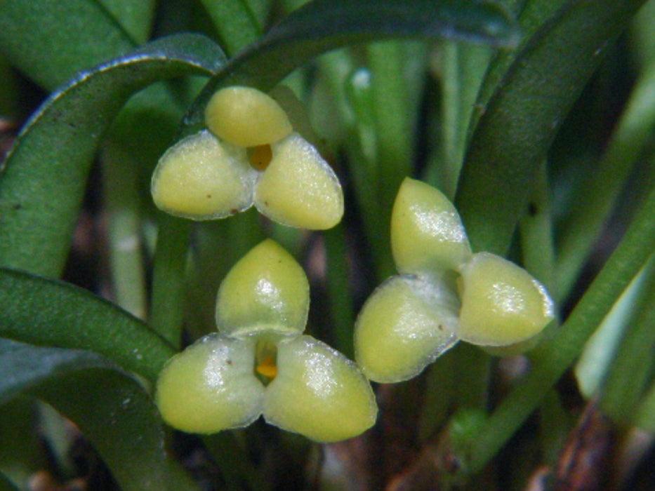 Masdevallia bangii