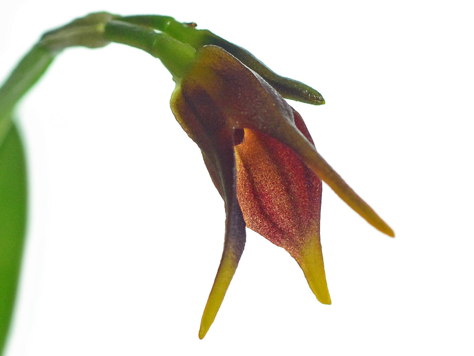 Masdevallia barrowii