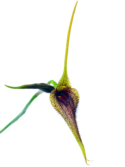 Masdevallia bennettii