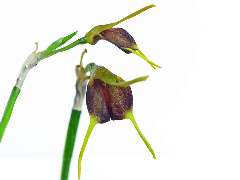 Masdevallia bicolor