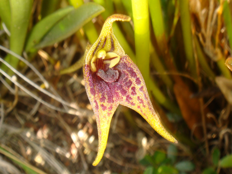 Masdevallia bonplandii