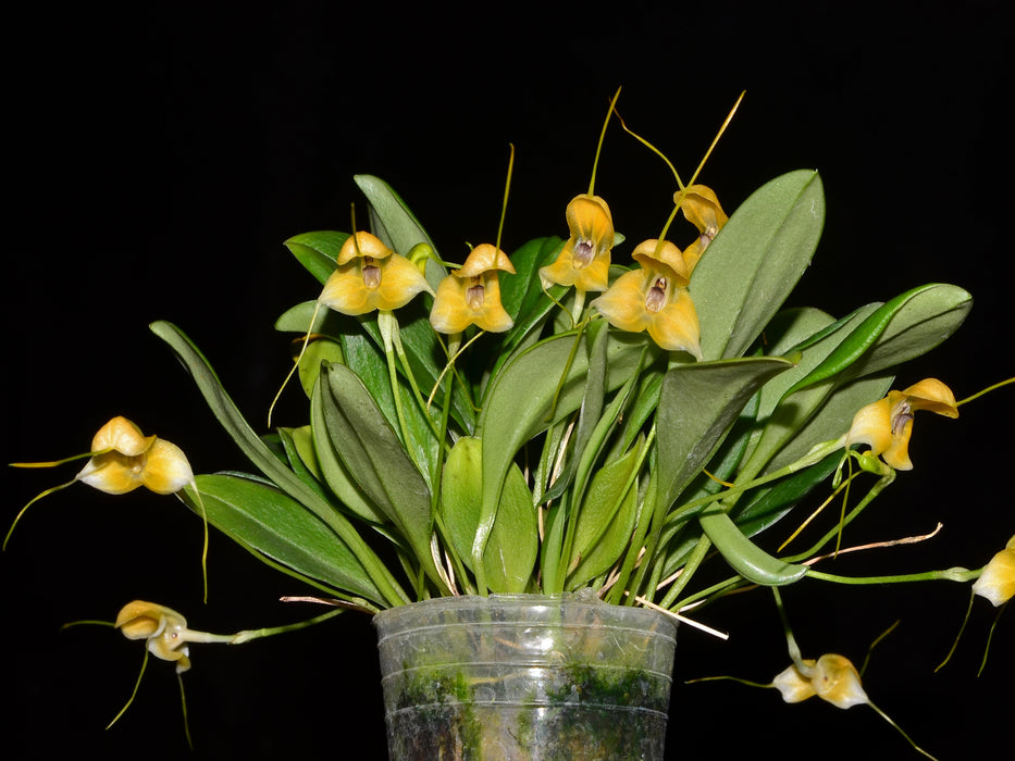 Masdevallia bottae