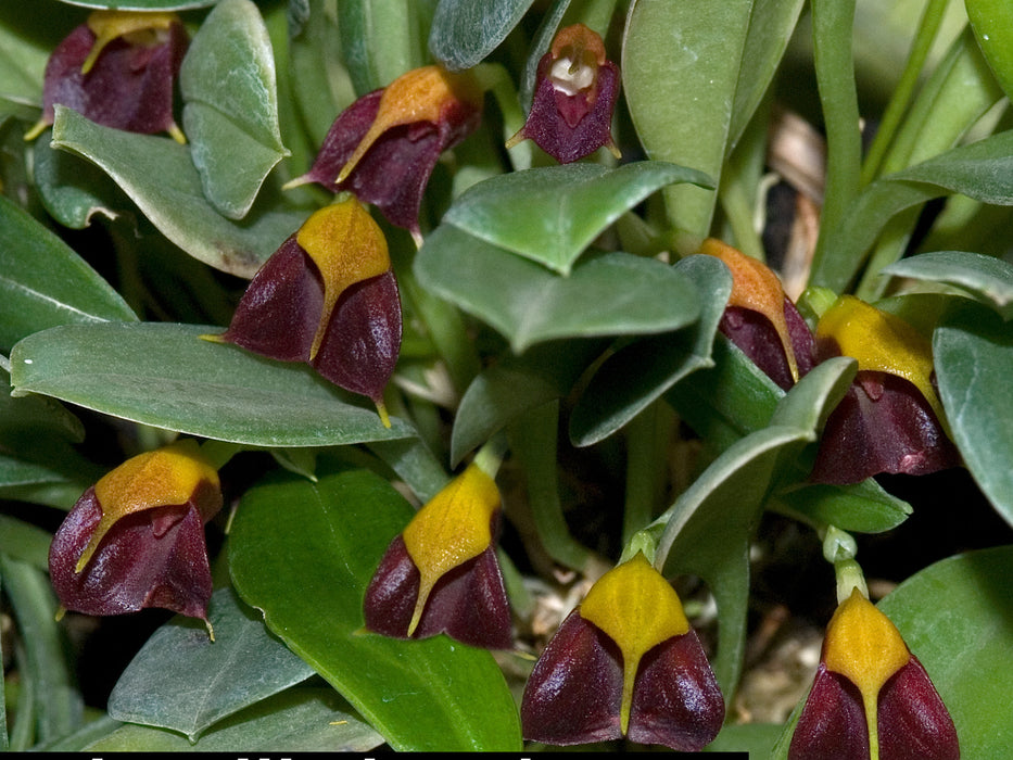 Masdevallia brachyura