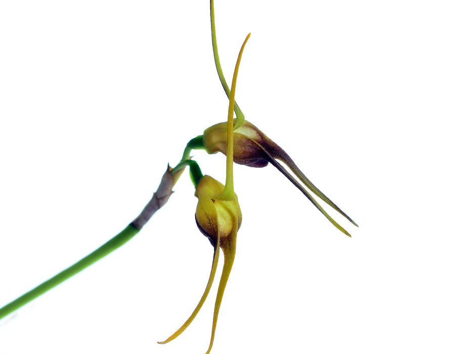 Masdevallia buccinator