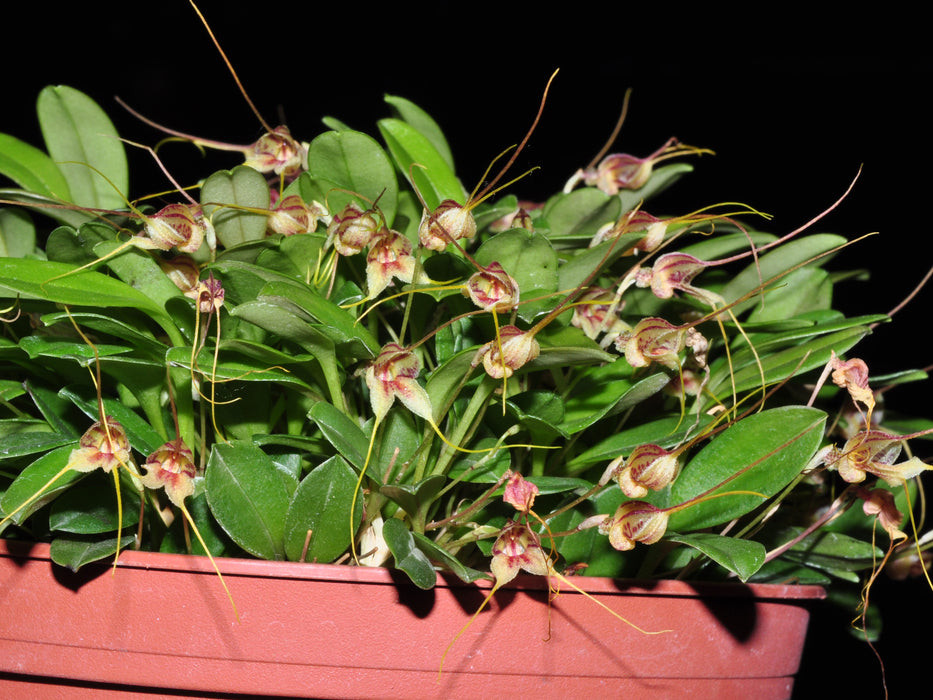 Masdevallia bucculenta