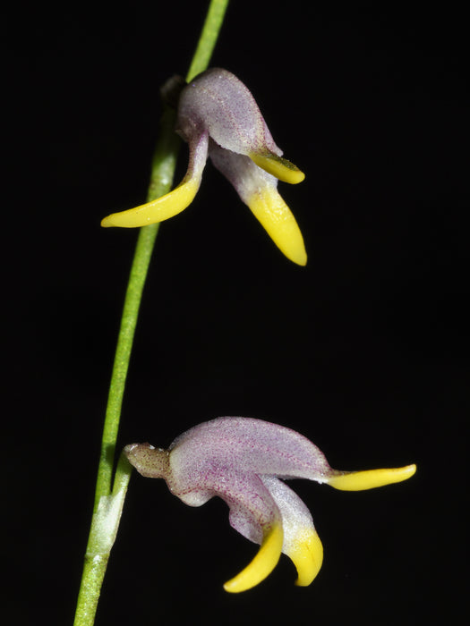 Masdevallia bulbophyllopsis