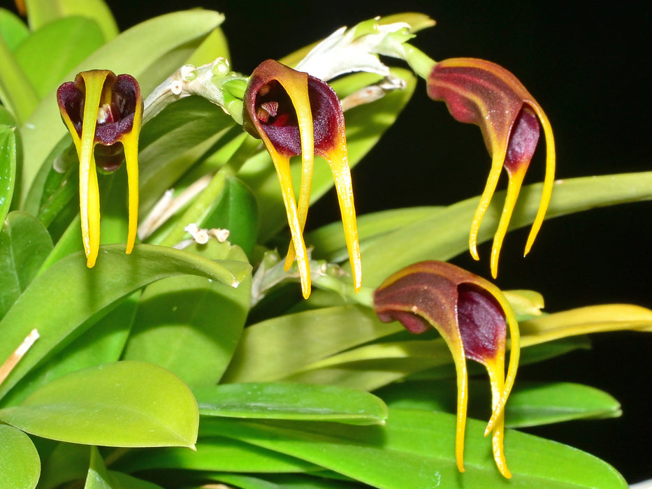 Masdevallia calagrasalis