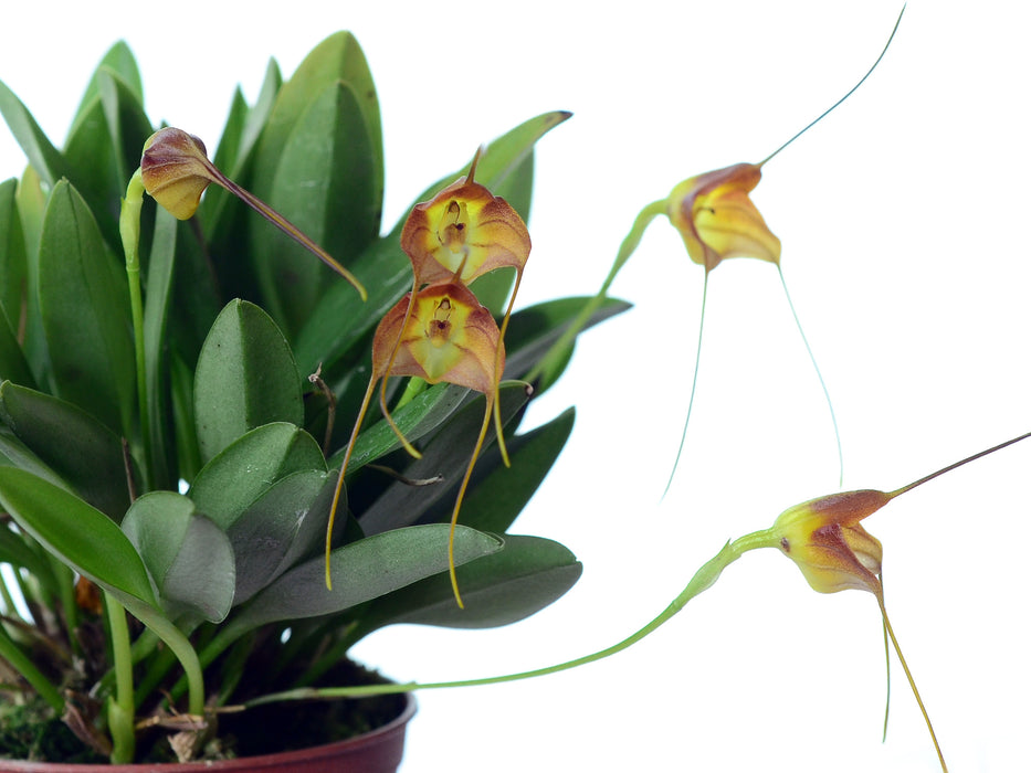 Masdevallia calocalix