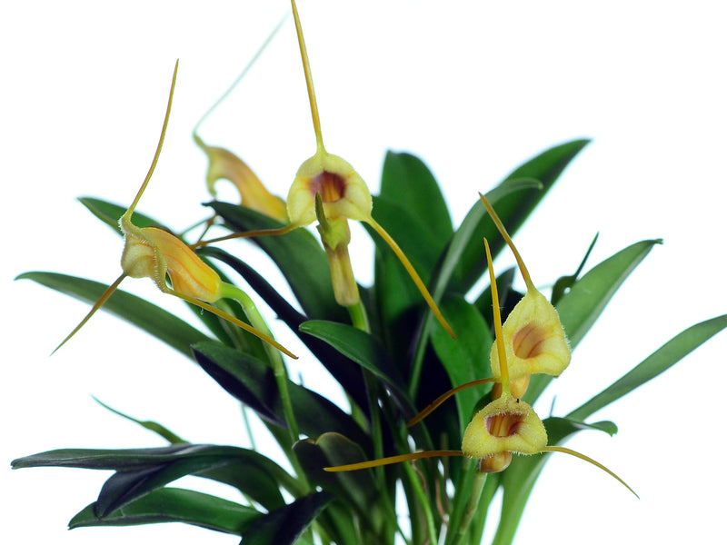 Masdevallia calosiphon