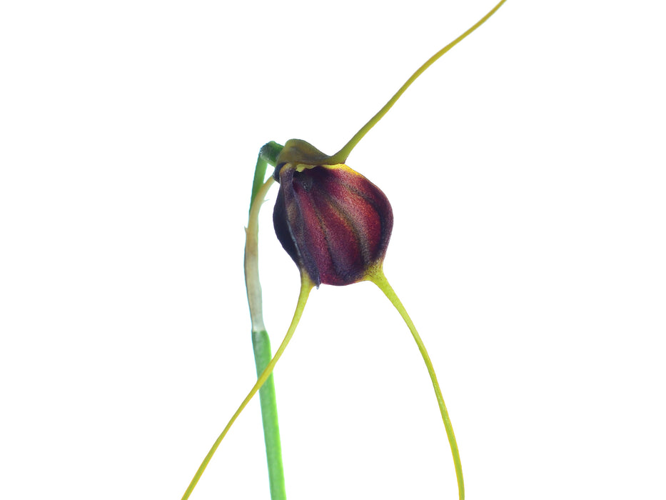 Masdevallia cardiantha