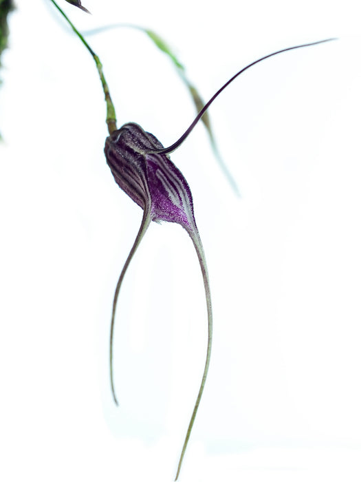 Masdevallia carmenensis