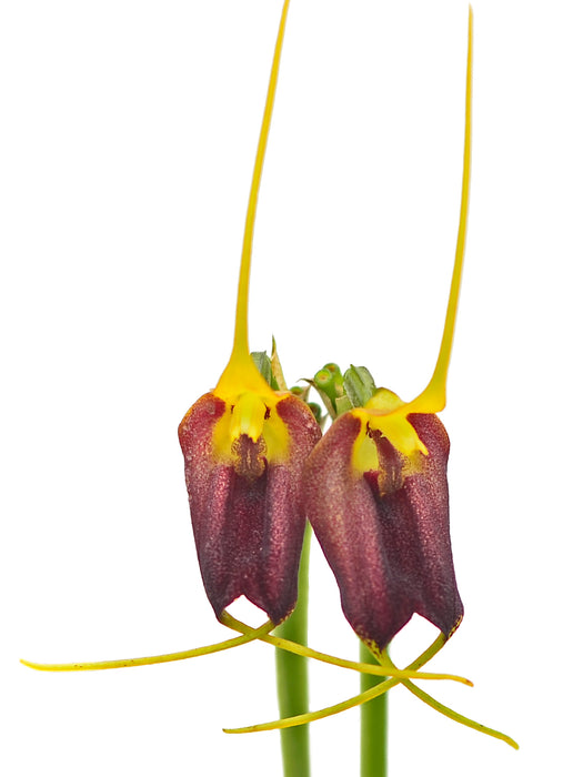 Masdevallia carruthersiana