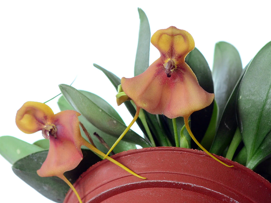 Masdevallia catapheres