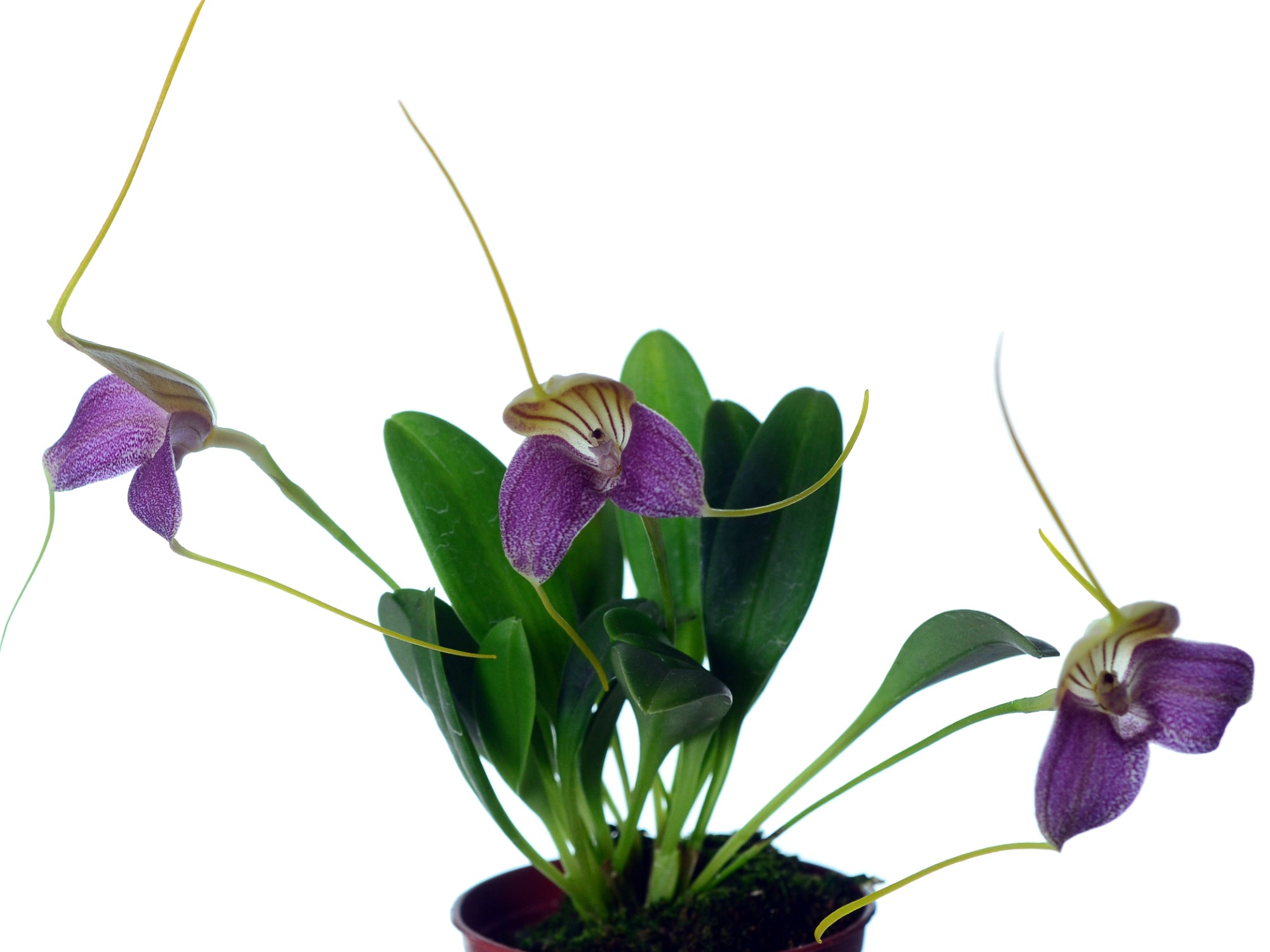 Masdevallia caudata 'dark'