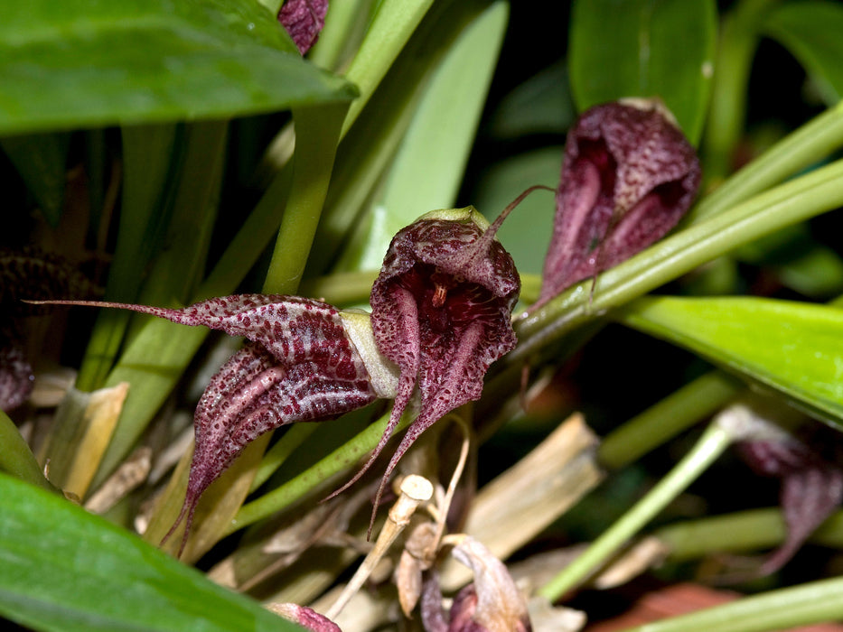 Masdevallia cerastes