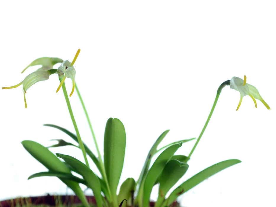 Masdevallia chontalensis