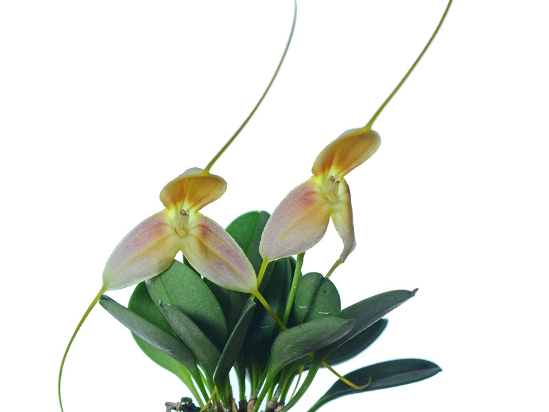 Masdevallia cloesii