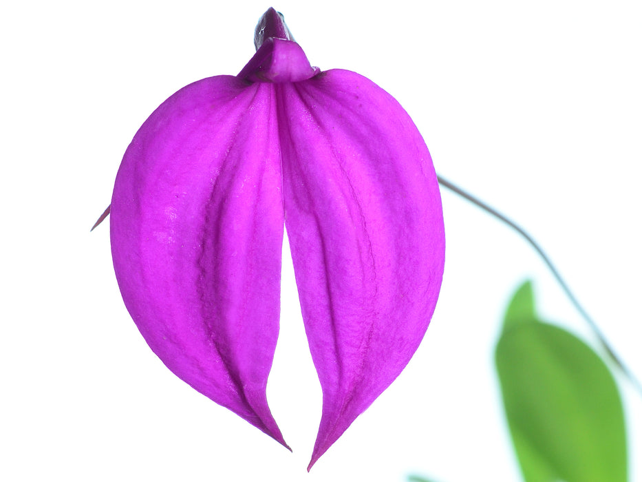 Masdevallia coccinea 'Anchota'