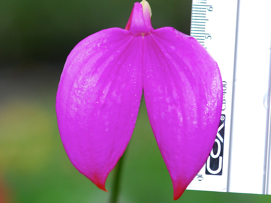 Masdevallia coccinea 'Gigantea'